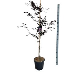 Bukas paprastasis (Lot Fagus syl.) 'Riversii' C55 175-200CM EXTRA - nuotrauka 2