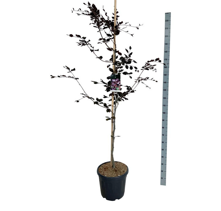 Bukas paprastasis (Lot Fagus syl.) 'Riversii' C55 175-200CM-BUKAI-MEDŽIAI