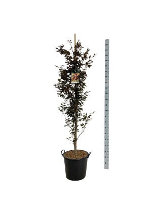 Bukas paprastasis (Lot Fagus syl.) 'Rohanii' C30 150-175CM-BUKAI-MEDŽIAI