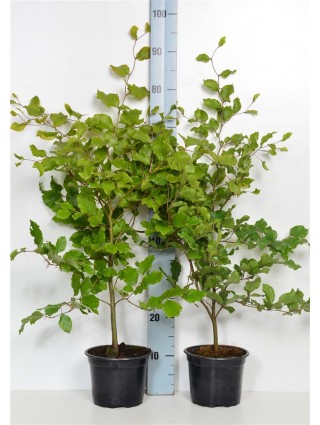 Bukas paprastasis (Lot Fagus sylvatica) C2/P17 40-60 CM-BUKAI-MEDŽIAI