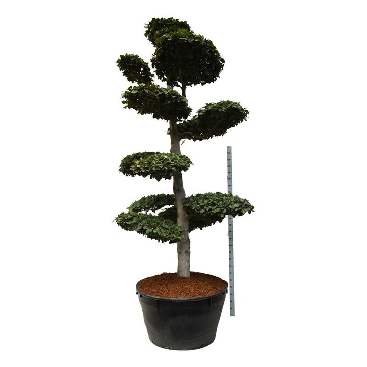Bukas paprastasis (Lot Fagus sylvatica) BONSAI 300-350 C500-BUKAI-MEDŽIAI