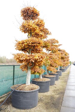 Bukas paprastasis (Lot Fagus sylvatica)  BONSAI 300-350 C500 - nuotrauka 2