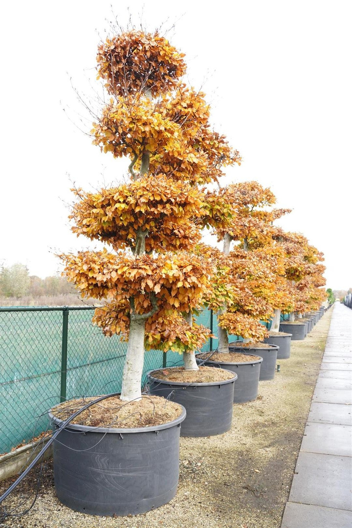 Bukas paprastasis (Lot Fagus sylvatica) BONSAI 300-350 C500-BUKAI-MEDŽIAI