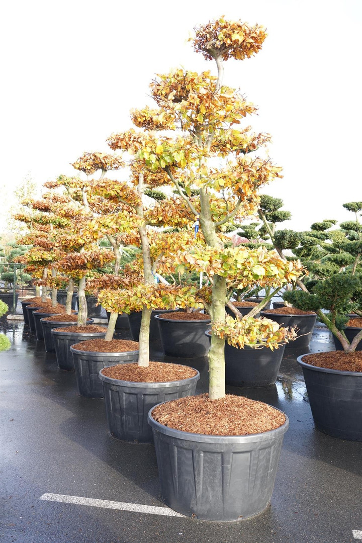 Bukas paprastasis (Lot Fagus sylvatica) BONSAI 225-250 C285-BUKAI-MEDŽIAI
