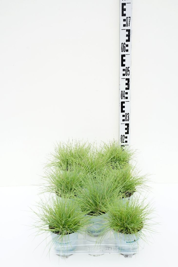Eraičinas melsvasis (Lot Festuca glauca) 'AmiGold' P10.