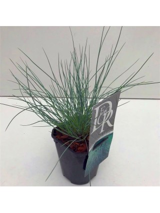 Eraičinas melsvasis (Lot Festuca glauca) 'Elijah Blue' C1/P13-ERAIČINAS-SMILGOS - VARPINIAI AUGALAI