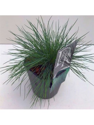 Eraičinas melsvasis (Lot Festuca glauca) 'Elijah Blue' C2/P17-ERAIČINAS-SMILGOS - VARPINIAI AUGALAI