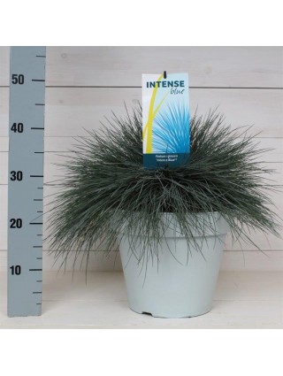 Eraičinas melsvasis'Intense Blue' (Lot Festuca gl.) 'Intense Blue' P30 40/+ CM-ERAIČINAS-SMILGOS - VARPINIAI AUGALAI