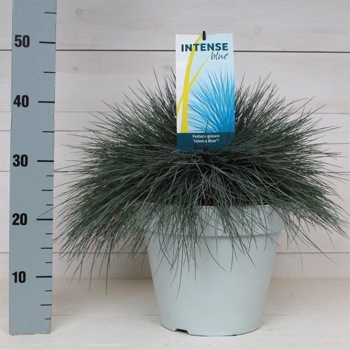 Eraičinas melsvasis'Intense Blue' (Lot Festuca gl.) 'Intense Blue' P30 40/+ CM-ERAIČINAS-SMILGOS - VARPINIAI AUGALAI