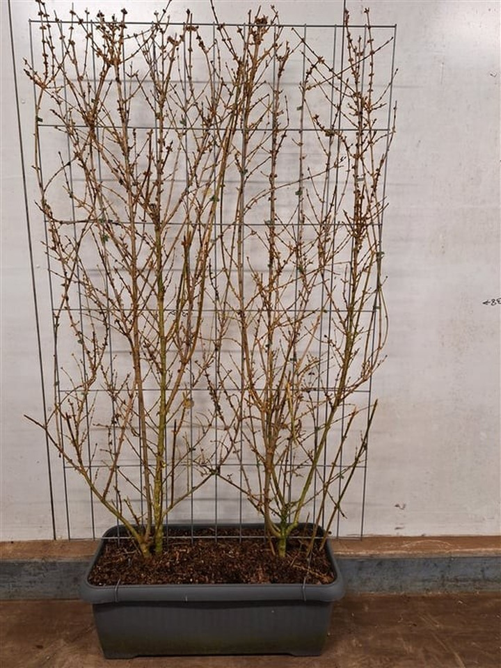 Forsitija tarpinė (Lot Forsythia int.) 'Lynwood' C90 SCREEN 180 CM (H) x 120 CM (W)-FORSITIJOS-KRŪMAI