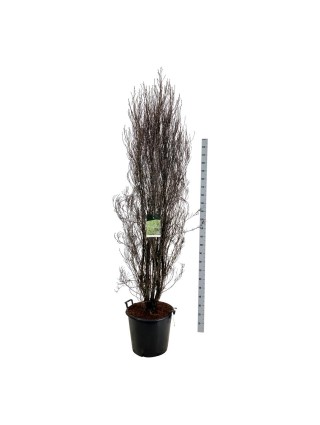 Šaltekšnis paprastasis (Lot Frangula a.) 'Fine Line' C55 200-225 CM-FREZIJOS-SVOGŪNINĖS GĖLĖS