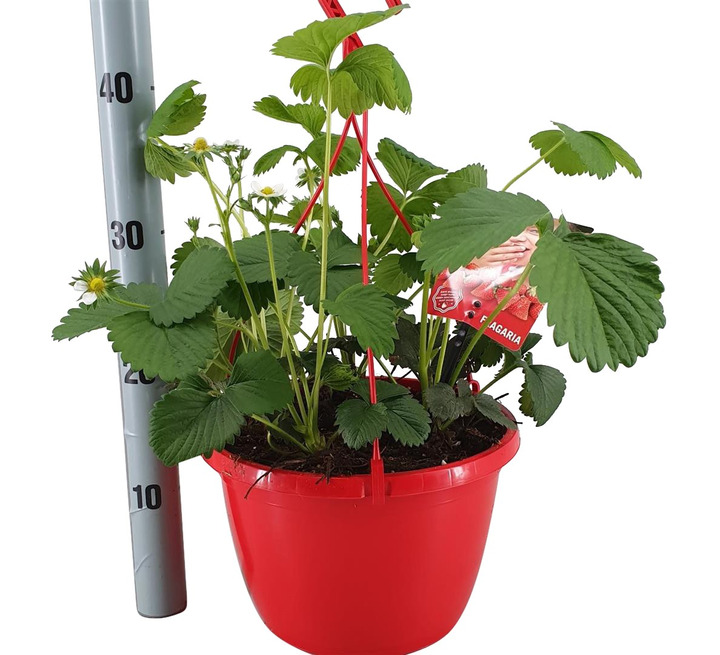 Braškė remontantinė (Lot Fragaria a.) 'Tenira' C6/P25-BARŠKĖS-DAUGIAMETĖS GĖLĖS