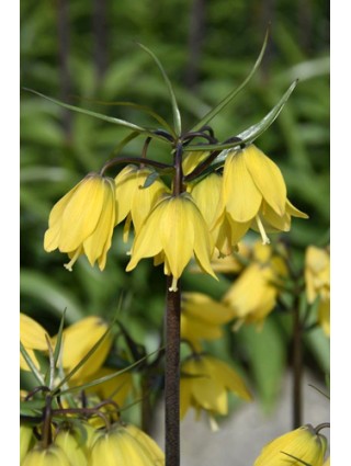 Margutė (Lot Fritillaria) 'Helena'-BRAŠKĖS-VAISMEDŽIAI - VAISKRŪMIAI