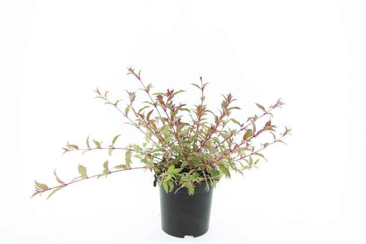 Fuksija magell. (Lot Fuchsia magell.) 'Tricolor' C1,5/P15-SNIEGUOLĖS-SVOGŪNINĖS GĖLĖS