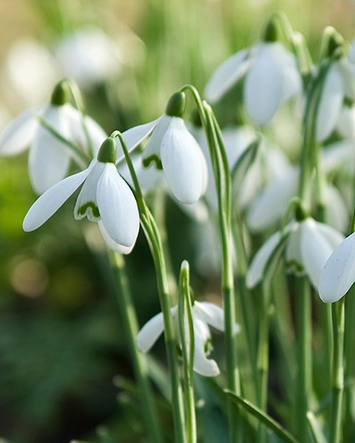 Snieguolė graikinė stambiažiedė (Lot Galanthus elwesii)-SNIEGUOLĖS-SVOGŪNINĖS GĖLĖS