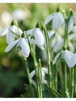 Snieguolė graikinė stambiažiedė (Lot Galanthus elwesii)-SNIEGUOLĖS-SVOGŪNINĖS GĖLĖS