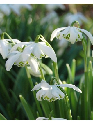 Žvilgioji snieguolė (Lot Galanthus) 'Flore Pleno'-GAUROS-DAUGIAMETĖS GĖLĖS