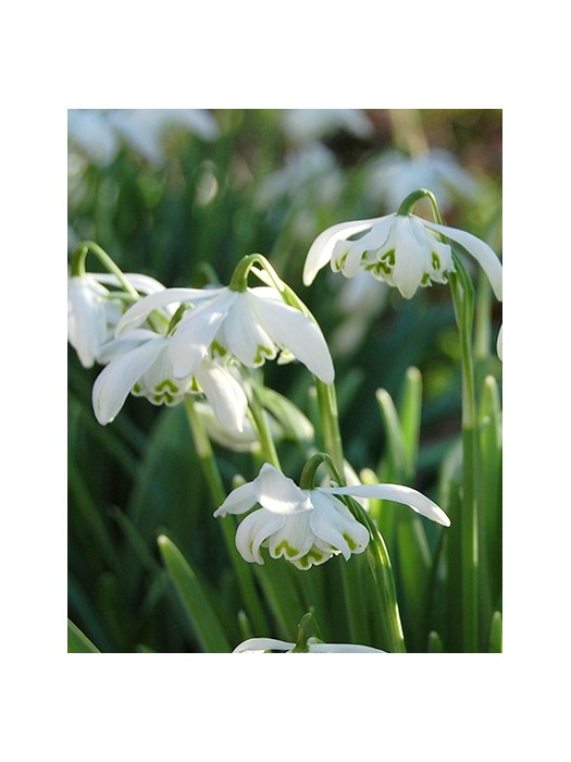 Žvilgioji snieguolė (Lot Galanthus) 'Flore Pleno'-GAUROS-DAUGIAMETĖS GĖLĖS