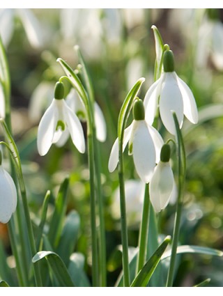 Žvilgioji snieguolė nivalis (Lot Galanthus nivalis)-SNIEGUOLĖS-SVOGŪNINĖS GĖLĖS