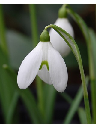 Žvilgioji snieguolė worronowii (Lot Galanthus worronowii)-SNAPUČIAI-SMILGOS - VARPINIAI AUGALAI