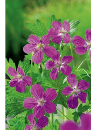 Snaputis palustre (Lot Geranium palustre) P9-SNAPUČIAI-SMILGOS - VARPINIAI AUGALAI