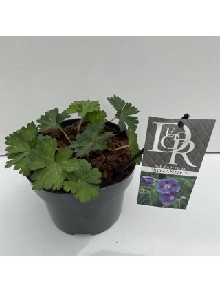 Snaputis (Lot Geranium) 'Rozanne' C2/P17-SNAPUČIAI-SMILGOS - VARPINIAI AUGALAI