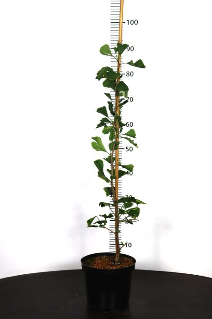 Ginkmedis dviskiautis (Lot Ginkgo biloba) 'Beijing Gold' C3/P19 60-80 CM-MARGALAPĖ MONAŽOLĖ-VANDENS IR PAKRANČIŲ AUGALAI