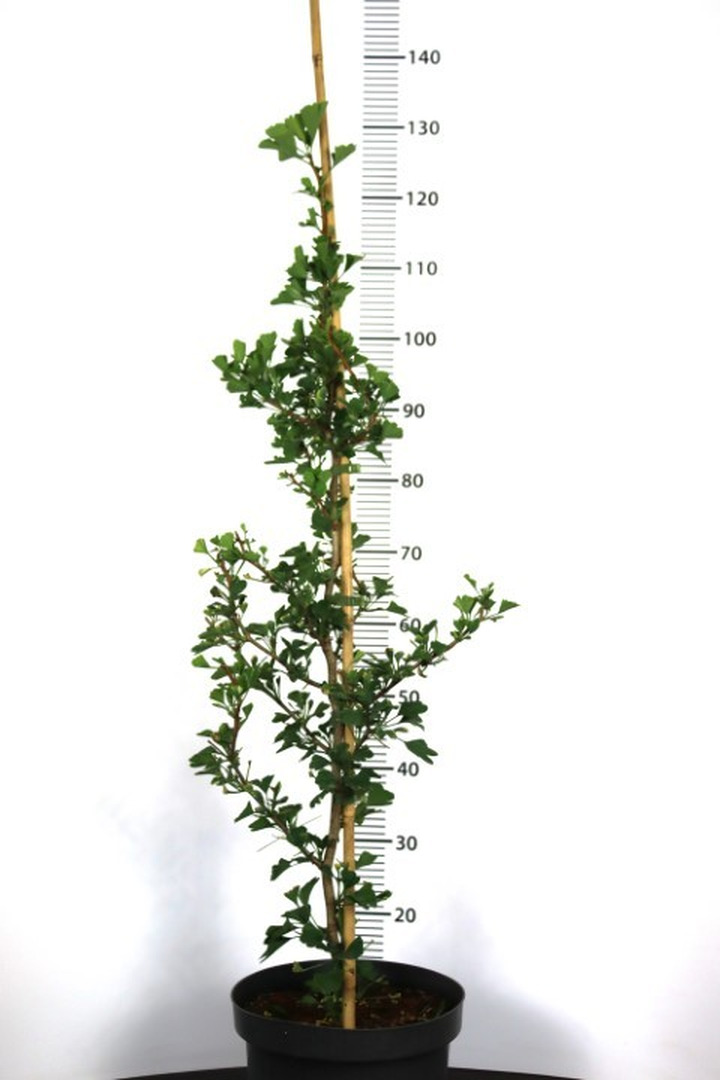 Ginkmedis dviskiautis (Lot Ginkgo biloba) 'Beijing Gold' C5/P23 80-100 CM-MARGALAPĖ MONAŽOLĖ-VANDENS IR PAKRANČIŲ