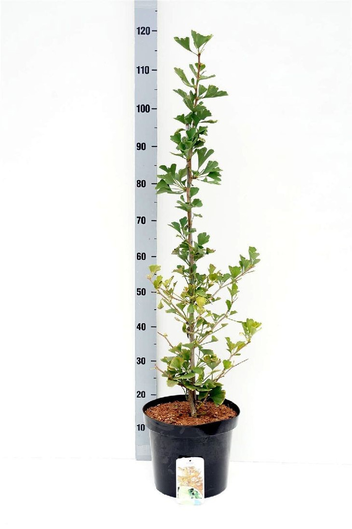 Ginkmedis dviskiautis (Lot Ginkgo biloba) 'Beijing Gold' C7,5/P26 80-100 CM-MARGALAPĖ MONAŽOLĖ-VANDENS IR PAKRANČIŲ