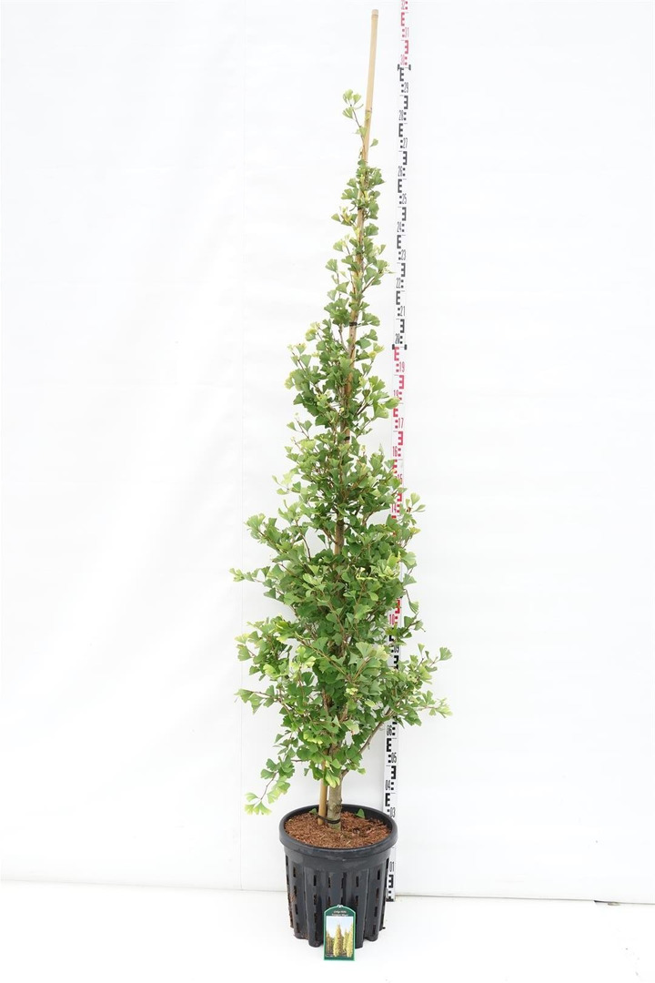 Ginkmedis dviskiautis (Lot Ginkgo biloba) 'Blagon' C35 250-300-MARGALAPĖ MONAŽOLĖ-VANDENS IR PAKRANČIŲ AUGALAI