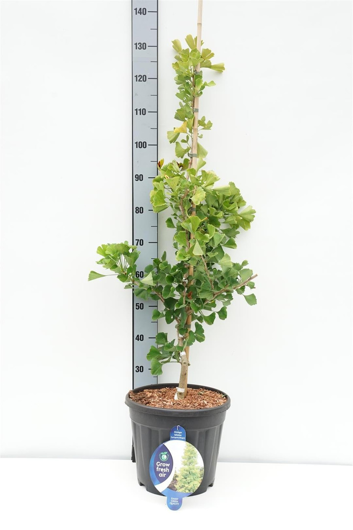 Ginkmedis dviskiautis (Lot Ginkgo b.) 'Fastigiata Blagon' C13 80-90 CM-MARGALAPĖ MONAŽOLĖ-VANDENS IR PAKRANČIŲ AUGALAI
