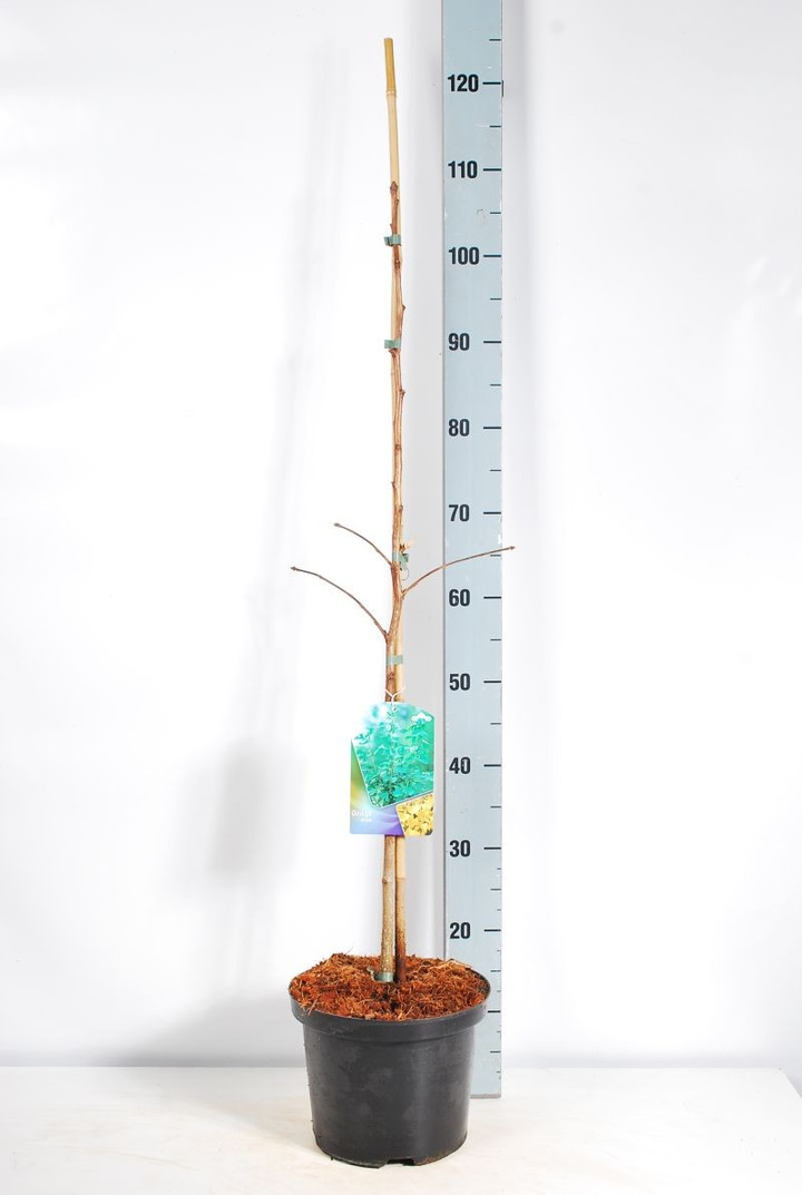 Ginkmedis dviskiautis (Lot Ginkgo biloba) C5/P23 60-80 CM-MARGALAPĖ MONAŽOLĖ-VANDENS IR PAKRANČIŲ AUGALAI