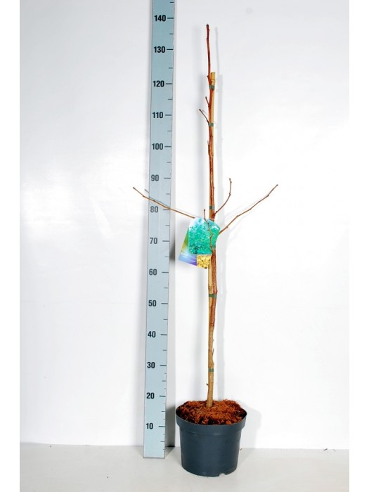 Ginkmedis dviskiautis (Lot Ginkgo biloba) C5/P23 80-100 CM-MARGALAPĖ MONAŽOLĖ-VANDENS IR PAKRANČIŲ AUGALAI