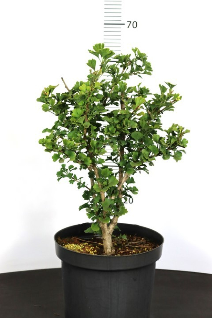 Ginkmedis dviskiautis (Lot Ginkgo biloba) 'Kabouter' C7,5/P26 40-60 CM-MARGALAPĖ MONAŽOLĖ-VANDENS IR PAKRANČIŲ AUGALAI