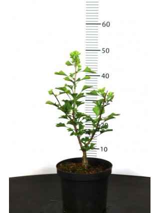 Ginkmedis dviskiautis (Lot Ginkgo biloba) 'Kabouter' C3/P19 30-40 CM-MARGALAPĖ MONAŽOLĖ-VANDENS IR PAKRANČIŲ AUGALAI