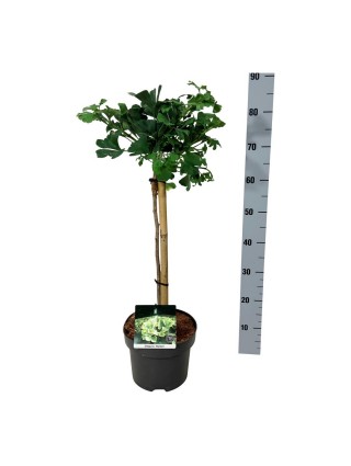 Ginkmedis dviskiautis (Lot Ginkgo biloba) 'Mariken' C5/P23 KOTAS 40 CM-MARGALAPĖ MONAŽOLĖ-VANDENS IR PAKRANČIŲ AUGALAI