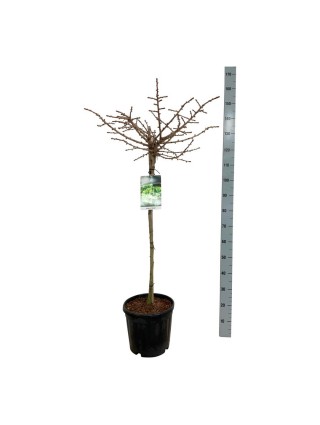 Ginkmedis dviskiautis (Lot Ginkgo biloba) 'Mariken' C15 KOTAS 90 CM-MARGALAPĖ MONAŽOLĖ-VANDENS IR PAKRANČIŲ AUGALAI