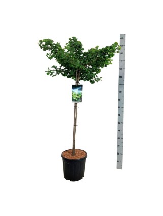 Ginkmedis dviskiautis (Lot Ginkgo biloba) 'Mariken' C15 KOTAS 90 CM-MARGALAPĖ MONAŽOLĖ-VANDENS IR PAKRANČIŲ AUGALAI