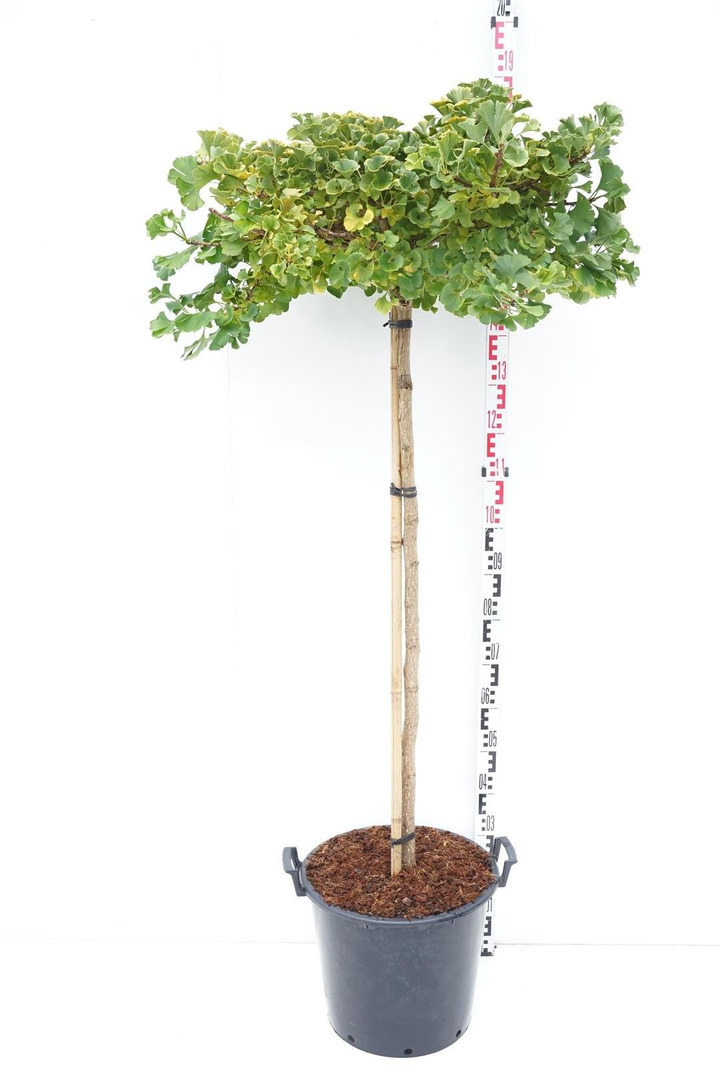 Ginkmedis dviskiautis (Lot Ginkgo biloba) 'Mariken' C30 KOTAS 120 CM-MARGALAPĖ MONAŽOLĖ-VANDENS IR PAKRANČIŲ AUGALAI