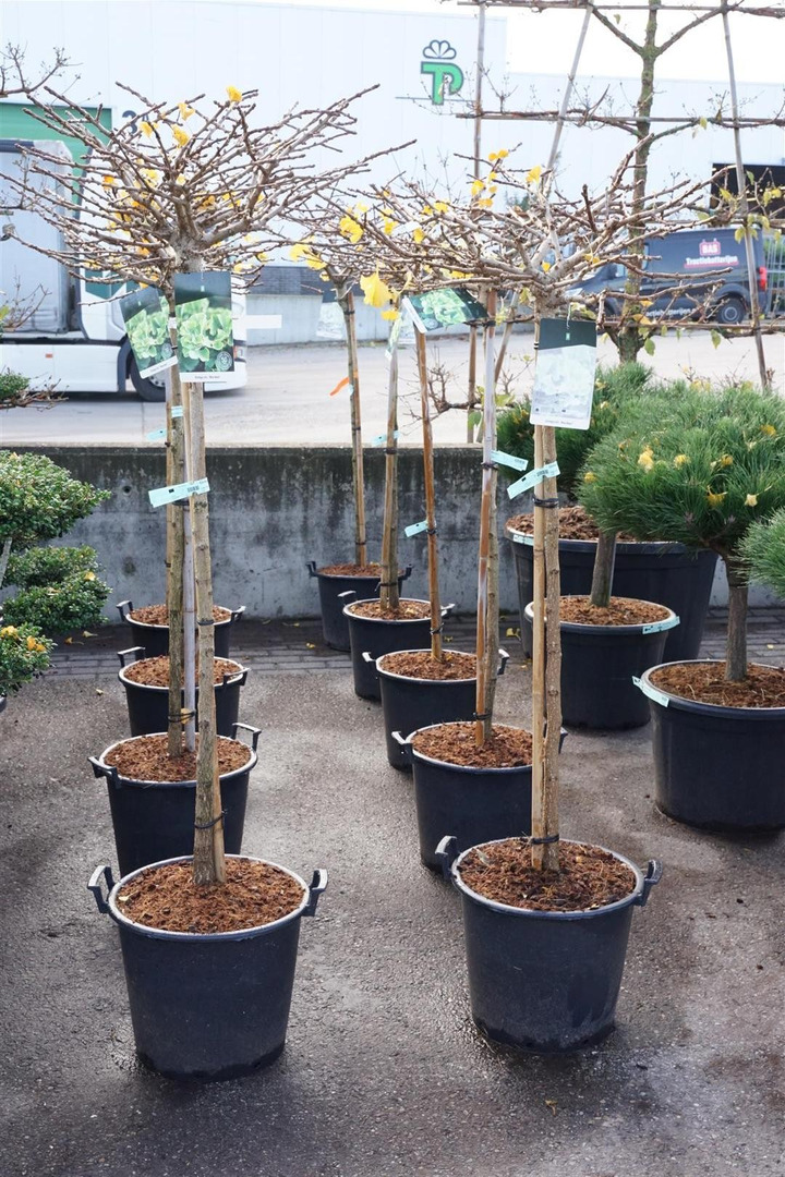 Ginkmedis dviskiautis (Lot Ginkgo biloba) 'Mariken' C30 KOTAS 120 CM-MARGALAPĖ MONAŽOLĖ-VANDENS IR PAKRANČIŲ AUGALAI