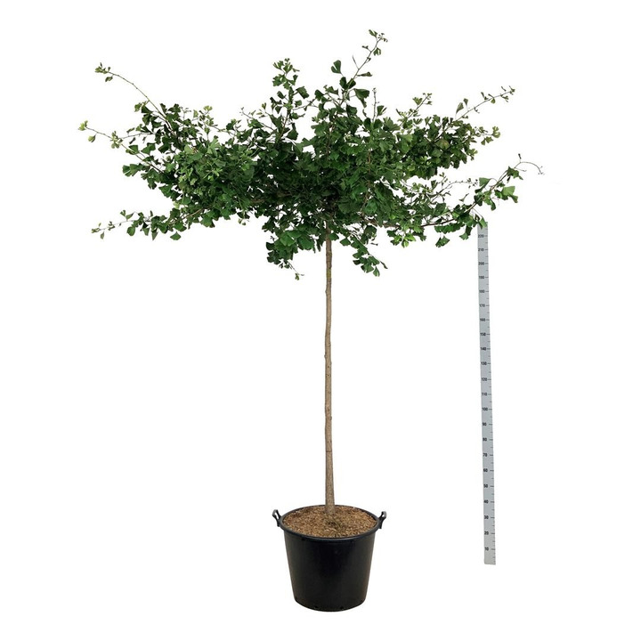 Ginkmedis dviskiautis (Lot Ginkgo biloba) 'Pendula' C90 KOTAS 180 CM-MARGALAPĖ MONAŽOLĖ-VANDENS IR PAKRANČIŲ AUGALAI