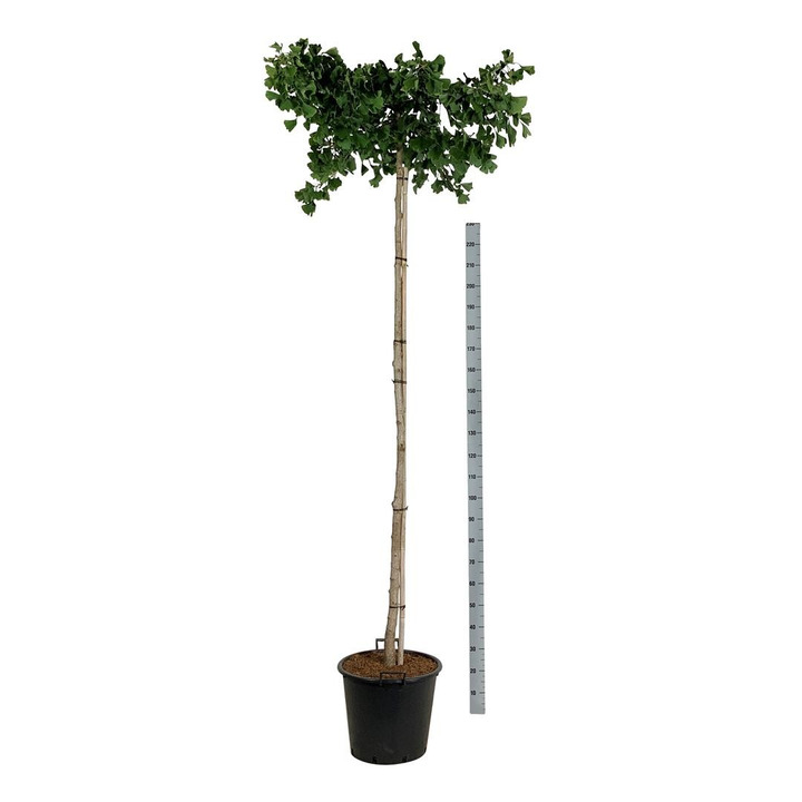 Ginkmedis dviskiautis (Lot Ginkgo biloba) 'Pendula' C35 KOTAS 200 CM-MARGALAPĖ MONAŽOLĖ-VANDENS IR PAKRANČIŲ AUGALAI