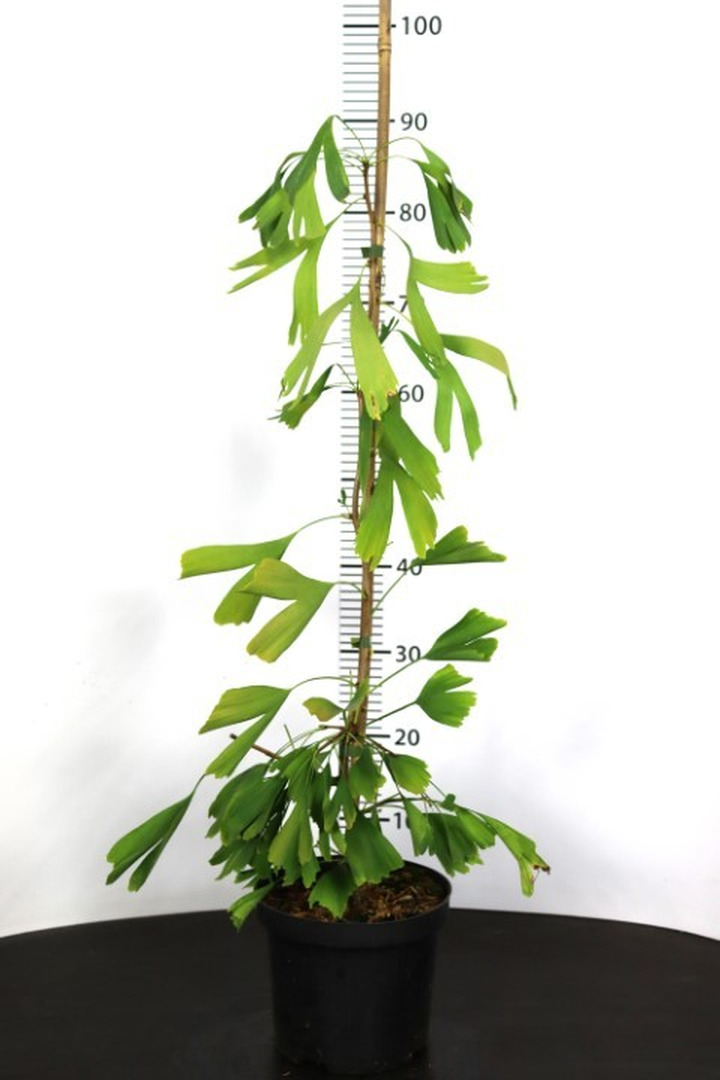 Ginkmedis dviskiautis (Lot Ginkgo biloba) 'Saratoga' C3/P19 60-80 CM-MARGALAPĖ MONAŽOLĖ-VANDENS IR PAKRANČIŲ AUGALAI