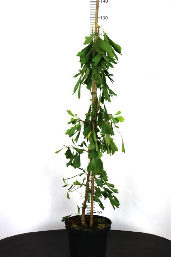Ginkmedis dviskiautis (Lot Ginkgo biloba) 'Saratoga' C5/P23 80-100 CM-MARGALAPĖ MONAŽOLĖ-VANDENS IR PAKRANČIŲ AUGALAI