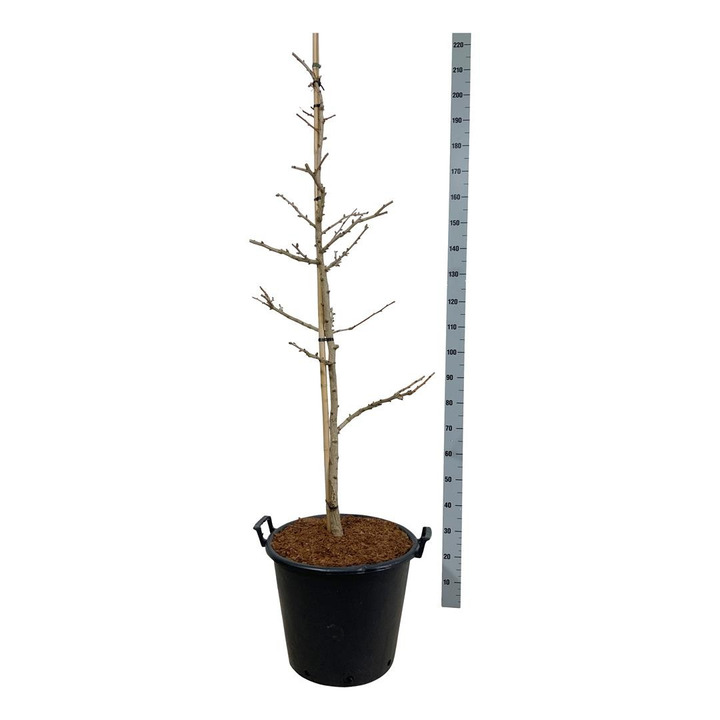 Ginkmedis dviskiautis (Lot Ginkgo bil.) 'Select Compact' C55 125-150CM-MARGALAPĖ MONAŽOLĖ-VANDENS IR PAKRANČIŲ AUGALAI