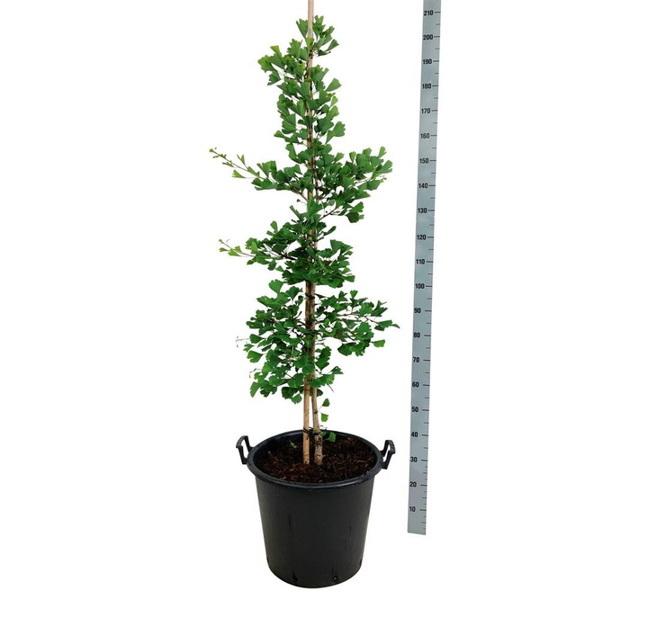 Ginkmedis dviskiautis (Lot Ginkgo bil.) 'Select Compact' C55 125-150CM-MARGALAPĖ MONAŽOLĖ-VANDENS IR PAKRANČIŲ AUGALAI