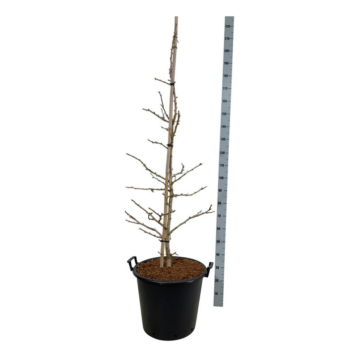 Ginkmedis dviskiautis (Lot Ginkgo bil.) 'Select Compact' C55 150-175CM-MARGALAPĖ MONAŽOLĖ-VANDENS IR PAKRANČIŲ AUGALAI