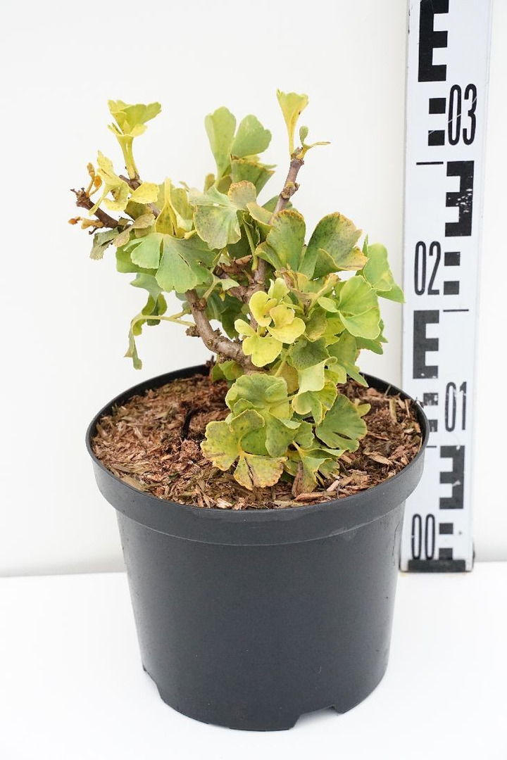 Ginkmedis dviskiautis (Lot Ginkgo biloba) 'Troll' C5/P23 20-25 CM-MARGALAPĖ MONAŽOLĖ-VANDENS IR PAKRANČIŲ AUGALAI