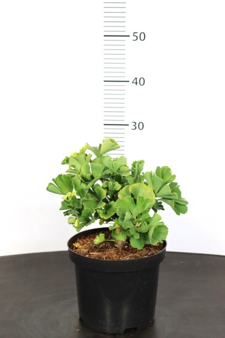Ginkmedis dviskiautis (Lot Ginkgo biloba) 'Troll' C3/P19 CM-MARGALAPĖ MONAŽOLĖ-VANDENS IR PAKRANČIŲ AUGALAI