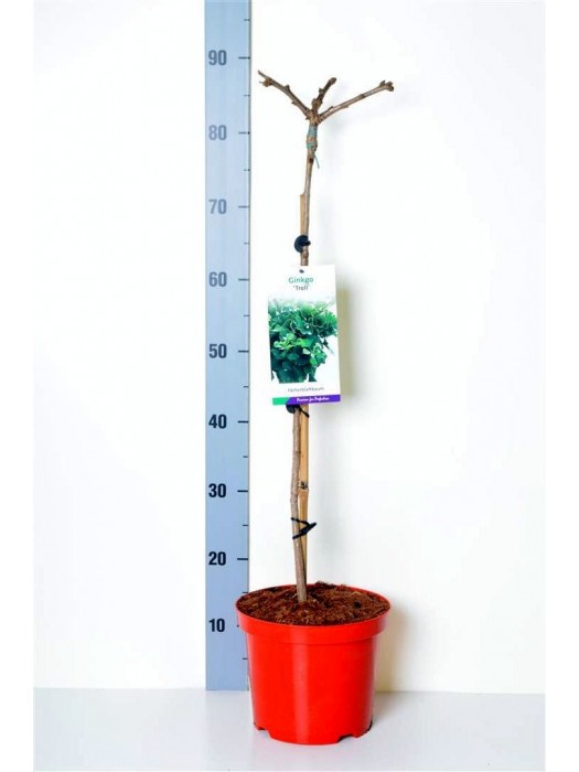 Ginkmedis dviskiautis (Lot Ginkgo biloba) 'Troll' C4/P21 KOTAS 60 CM-MARGALAPĖ MONAŽOLĖ-VANDENS IR PAKRANČIŲ AUGALAI